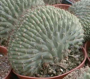 Trichocereus_thelegonus_cristata